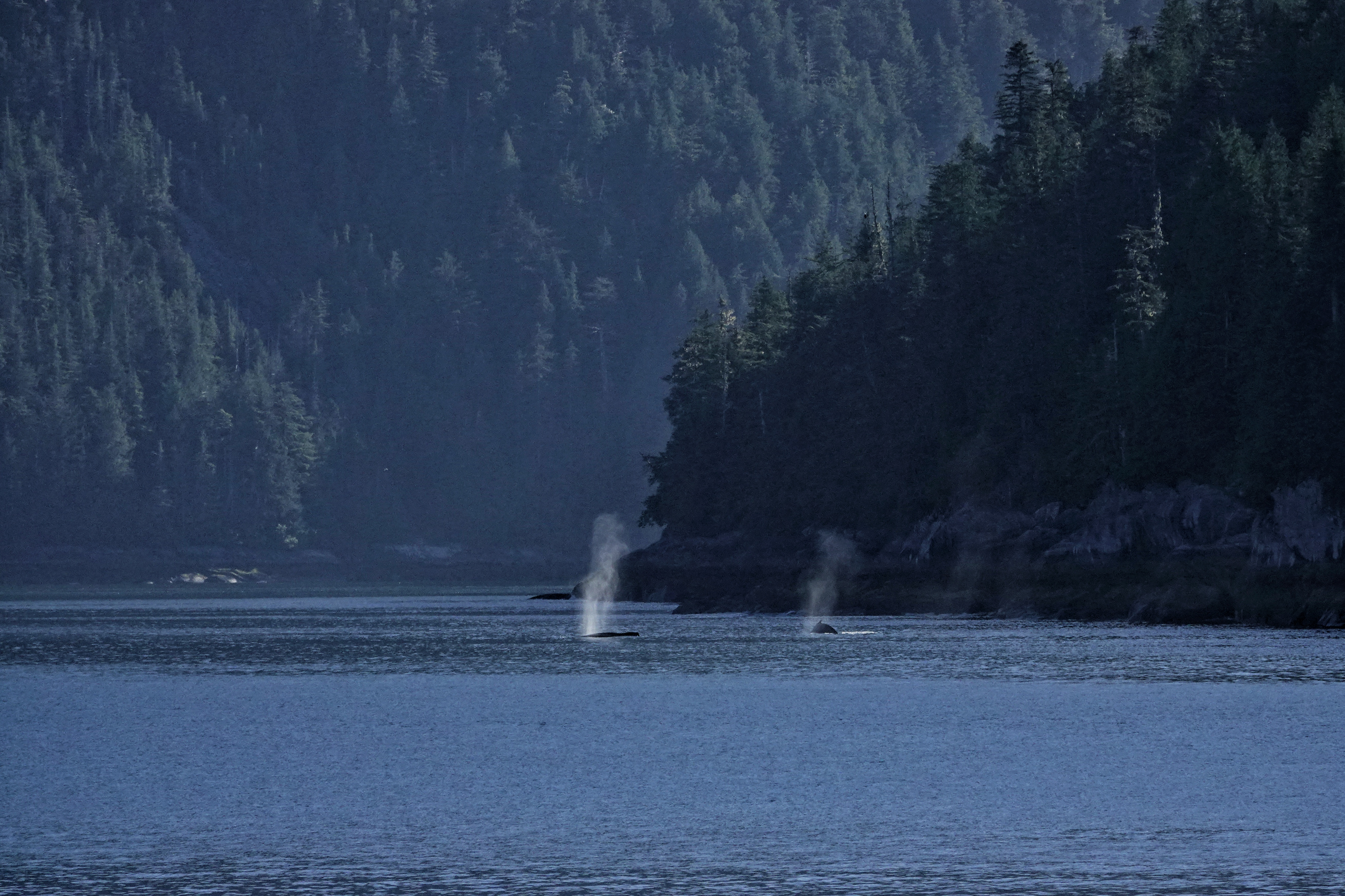 Souffle de baleine dans le fjord de Prince Rupert